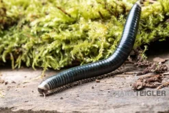 Grüngelber Tausendfüßer, Aulacobolus Sp. „Green-Yellow“ -Huisdierbenodigdheden Serie Gruengelber Tausendfuesser Aulacobolus sp Green Yellow 3