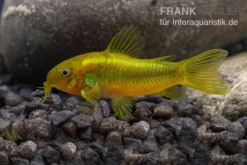 Grüngestreifter Panzerwels, Corydoras Venazuelanus "Green Stripe" CW09 -Huisdierbenodigdheden Serie Gruengestreifter Panzerwels Corydoras venazuelanus Green stripe 2