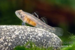 Sumatra Grundel, Mugilogobius Sp Sumatra, 5er Gruppe