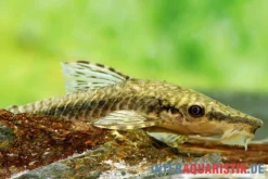 Gulare-Harnischwels (Gigant-Otocinclus), Hypoptopoma Gulare