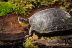 Guyana-Erdschildkröte, Rhinoclemmys Punctularia
