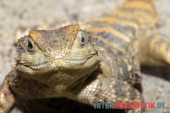 Hardun, Laudakia Stellio Brachydactyla -Huisdierbenodigdheden Serie Hardun Laudakia stellio brachydactyla 3