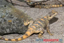 Hardun, Laudakia Stellio Brachydactyla -Huisdierbenodigdheden Serie Hardun Laudakia stellio brachydactyla 4