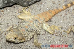 Hardun, Laudakia Stellio Brachydactyla -Huisdierbenodigdheden Serie Hardun Laudakia stellio brachydactyla 5