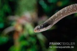 Herald-Schlange, Crotaphopeltis Hotamboeia -Huisdierbenodigdheden Serie Herald Schlange Crotaphopeltis hotamboeia