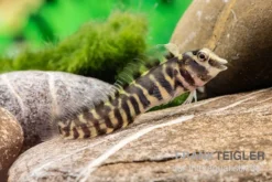 Heyligeri-Schleimfisch, Phenablennius Heyligeri -Huisdierbenodigdheden Serie Heyligeri Schleimfisch Phenablennius heyligeri neu 3