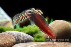 Heyligeri-Schleimfisch, Phenablennius Heyligeri -Huisdierbenodigdheden Serie Heyligeri Schleimfisch Phenablennius heyligeri neu 4