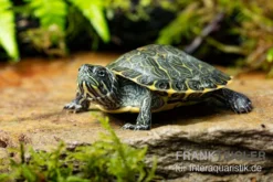 Hieroglyphen-Schmuckschildkröte, Pseudemys Concinna Concinna FZ