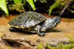 Hieroglyphen-Schmuckschildkröte, Pseudemys Concinna Concinna FZ -Huisdierbenodigdheden Serie Hieroglyphen Schmuckschildkroete Pseudemys concinna concinna 3