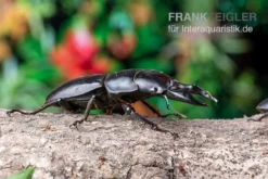 Hirschkäfer, Dorcus Alcides -Huisdierbenodigdheden Serie Hirschkaefer Dorcus alcides 6