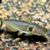 Mondfinsterniss-Stachelwels, Horabagrus Brachysoma