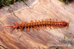 Hundertfüßer, Scolopendra Subspinipes "Malay Red Cherry" -Huisdierbenodigdheden Serie Hundertfuesser Scolopendra subspinipes Malay Red Cherry 1