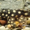 Mini Snowball Pleco, L471, Hypancistrus Sp. "Dwarf"