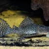 Wels L136a Demini-Engelsharnischwels, Hypancistrus Sp. KLEINE PUNKTE