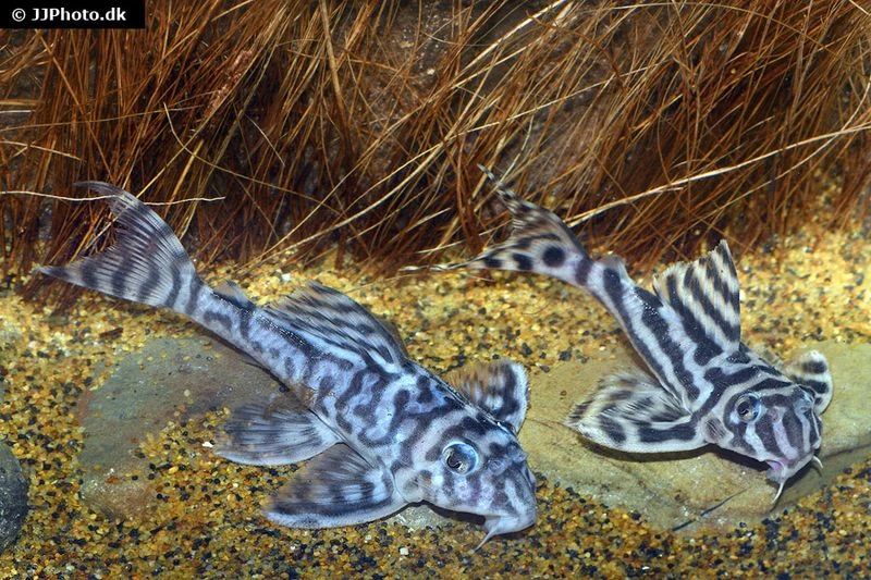 Zebra-Harnischwels, Hypancistrus Spec. L173, 4-5 Cm 2 Zebra-Harnischwels, Hypancistrus Spec. L173, 4-5 Cm – Bild 2
