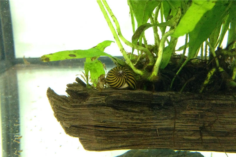 Bundle Große Putz-Truppe: 5 X Rennschnecke + 2 X Tylomelania + 6 X Amanogarnele 8 Bundle Große Putz-Truppe: 5 X Rennschnecke + 2 X Tylomelania + 6 X Amanogarnele – Bild 8