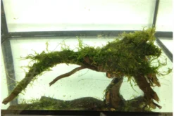 Bundle Scaper Truppe: 10 X Crystal Red Garnele + Mangrovenwurzel Mit Moos -Huisdierbenodigdheden Serie IMG 0293