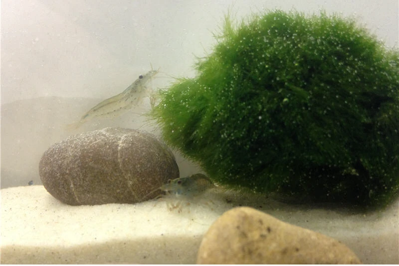 Bundle Große Putz-Truppe: 5 X Rennschnecke + 2 X Tylomelania + 6 X Amanogarnele 2 Bundle Große Putz-Truppe: 5 X Rennschnecke + 2 X Tylomelania + 6 X Amanogarnele – Bild 2