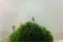 Bundle Große Putz-Truppe: 5 X Rennschnecke + 2 X Tylomelania + 6 X Amanogarnele 10 Bundle Große Putz-Truppe: 5 X Rennschnecke + 2 X Tylomelania + 6 X Amanogarnele -Huisdierbenodigdheden Serie IMG 0304