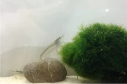 Bundle Große Putz-Truppe: 5 X Rennschnecke + 2 X Tylomelania + 6 X Amanogarnele 11 Bundle Große Putz-Truppe: 5 X Rennschnecke + 2 X Tylomelania + 6 X Amanogarnele -Huisdierbenodigdheden Serie IMG 0311