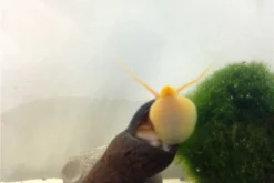 Bundle Große Putz-Truppe: 5 X Rennschnecke + 2 X Tylomelania + 6 X Amanogarnele 12 Bundle Große Putz-Truppe: 5 X Rennschnecke + 2 X Tylomelania + 6 X Amanogarnele -Huisdierbenodigdheden Serie IMG 0330