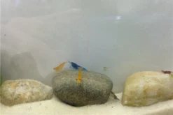 Bundle Bunte Truppe: 10 X Neocaridina Im Farbmix + Javamoos 8 Bundle Bunte Truppe: 10 X Neocaridina Im Farbmix + Javamoos -Huisdierbenodigdheden Serie IMG 0352