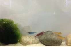 Bundle Bunte Truppe: 10 X Neocaridina Im Farbmix + Javamoos 9 Bundle Bunte Truppe: 10 X Neocaridina Im Farbmix + Javamoos -Huisdierbenodigdheden Serie IMG 0356