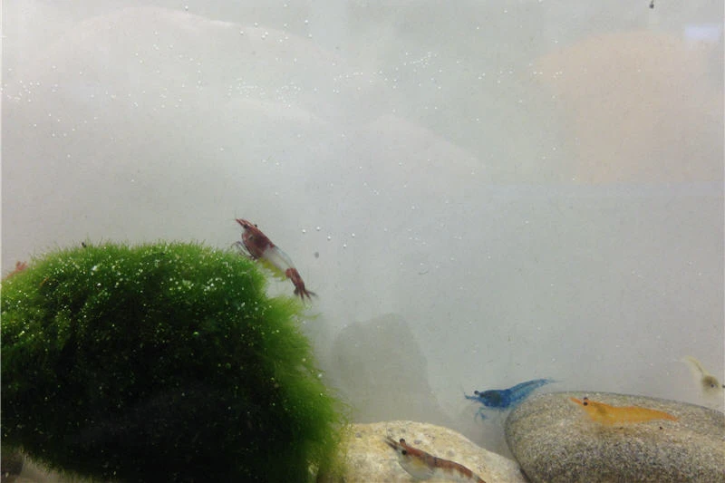 Bundle Bunte Truppe: 10 X Neocaridina Im Farbmix + Javamoos 2 Bundle Bunte Truppe: 10 X Neocaridina Im Farbmix + Javamoos – Bild 2