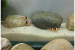 Bundle Scaper Truppe: 10 X Crystal Red Garnele + Mangrovenwurzel Mit Moos -Huisdierbenodigdheden Serie IMG 0365