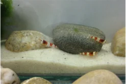 TiBee Starterpack: 5 X Blaue Tigergarnele + 5 X Crystal Red Garnele -Huisdierbenodigdheden Serie IMG 0367 1