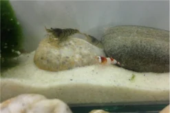 TiBee Starterpack: 5 X Blaue Tigergarnele + 5 X Crystal Red Garnele -Huisdierbenodigdheden Serie IMG 0370