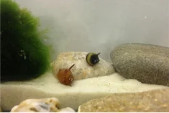 Nano Putz-Truppe: 4x Geweihschnecke + 5x Turmdeckelschnecke -Huisdierbenodigdheden Serie IMG 0378