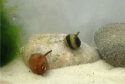 Nano Putz-Truppe: 4x Geweihschnecke + 5x Turmdeckelschnecke -Huisdierbenodigdheden Serie IMG 0380