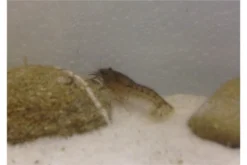 Kleinster Zwergflußkrebs - Cambarellus Diminutus - Paar + Handgemachte Krebshöhle -Huisdierbenodigdheden Serie IMG 0479