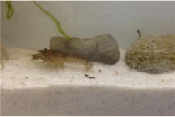 Kleinster Zwergflußkrebs - Cambarellus Diminutus - Paar + Handgemachte Krebshöhle -Huisdierbenodigdheden Serie IMG 0481