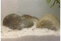 Kleinster Zwergflußkrebs - Cambarellus Diminutus - Paar + Handgemachte Krebshöhle -Huisdierbenodigdheden Serie IMG 0482