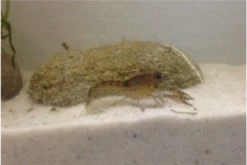 Kleinster Zwergflußkrebs - Cambarellus Diminutus - Paar + Handgemachte Krebshöhle -Huisdierbenodigdheden Serie IMG 0485