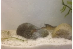 Kleinster Zwergflußkrebs - Cambarellus Diminutus - Paar + Handgemachte Krebshöhle -Huisdierbenodigdheden Serie IMG 0486