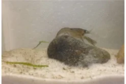 Kleinster Zwergflußkrebs - Cambarellus Diminutus - Paar + Handgemachte Krebshöhle -Huisdierbenodigdheden Serie IMG 0487