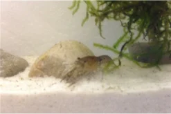 Kleinster Zwergflußkrebs - Cambarellus Diminutus - Paar + Handgemachte Krebshöhle -Huisdierbenodigdheden Serie IMG 0488