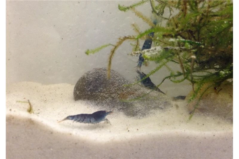 Tiger-Bundle: 10 X Blaue Tigergarnele, Caridina Cf. Cantonensis + Portion Javamoos 2 Tiger-Bundle: 10 X Blaue Tigergarnele, Caridina Cf. Cantonensis + Portion Javamoos – Bild 2