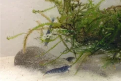 Tiger-Bundle: 10 X Blaue Tigergarnele, Caridina Cf. Cantonensis + Portion Javamoos 15 Tiger-Bundle: 10 X Blaue Tigergarnele, Caridina Cf. Cantonensis + Portion Javamoos -Huisdierbenodigdheden Serie IMG 0494