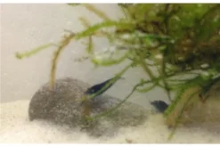 Tiger-Bundle: 10 X Blaue Tigergarnele, Caridina Cf. Cantonensis + Portion Javamoos 16 Tiger-Bundle: 10 X Blaue Tigergarnele, Caridina Cf. Cantonensis + Portion Javamoos -Huisdierbenodigdheden Serie IMG 0498