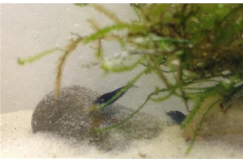 Tiger-Bundle: 10 X Blaue Tigergarnele, Caridina Cf. Cantonensis + Portion Javamoos 7 Tiger-Bundle: 10 X Blaue Tigergarnele, Caridina Cf. Cantonensis + Portion Javamoos – Bild 7