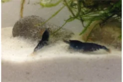 Tiger-Bundle: 10 X Blaue Tigergarnele, Caridina Cf. Cantonensis + Portion Javamoos 18 Tiger-Bundle: 10 X Blaue Tigergarnele, Caridina Cf. Cantonensis + Portion Javamoos -Huisdierbenodigdheden Serie IMG 0502