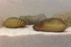 Schwebealgen-Bundle: 2x Ornamentmuscheln + 1 Portion Büschelfarn + 4 Bund-Pflanzen -Huisdierbenodigdheden Serie IMG 0509