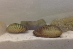 Schwebealgen-Bundle: 2x Ornamentmuscheln + 1 Portion Büschelfarn + 4 Bund-Pflanzen -Huisdierbenodigdheden Serie IMG 0510