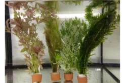 Schwebealgen-Bundle: 2x Ornamentmuscheln + 1 Portion Büschelfarn + 4 Bund-Pflanzen -Huisdierbenodigdheden Serie IMG 0520