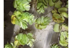 Schwebealgen-Bundle: 2x Ornamentmuscheln + 1 Portion Büschelfarn + 4 Bund-Pflanzen -Huisdierbenodigdheden Serie IMG 0523