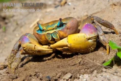 Indonesische Riesenlandkrabbe, Cardisoma Carnifex 6 Indonesische Riesenlandkrabbe, Cardisoma Carnifex -Huisdierbenodigdheden Serie Indonesische Riesenlandkrabbe Cardisoma carnifex 2